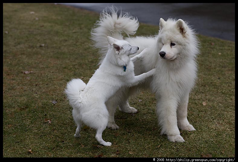 American Eskimo Minik Dostum Minik Dostum