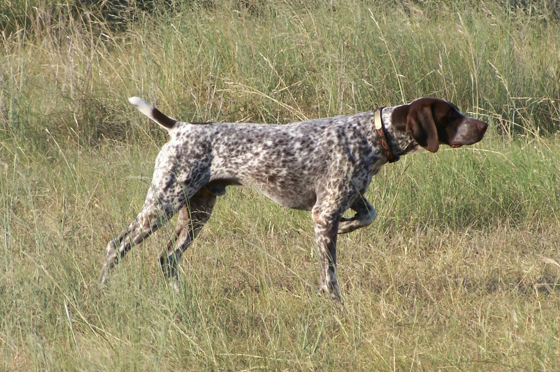 German Shorthaired Pointer Minik Dostum Minik Dostum