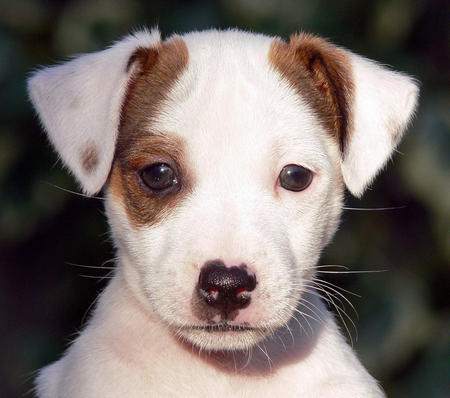 Jack Russell Terrier Minik Dostum Minik Dostum