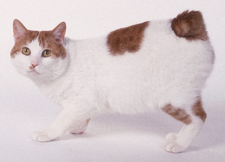 Антон решил выяснить соответствует ли изображенная на фотографии кошка породы японский бобтейл