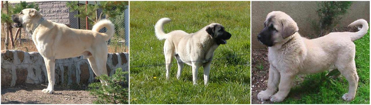 Kangal fotoğrafları arşivleri - MİNİK DOSTUM